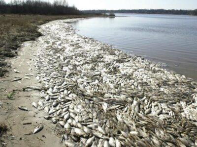 Poisons morts